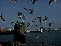 Sea Gulls at the Hatteras Docking Station